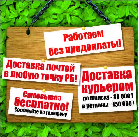 Садовые растения от лучших производителей Европы и РБ. , фотография 2