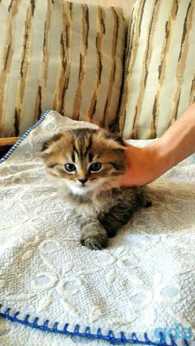 Продам породистых шотландских котят, фотография 2