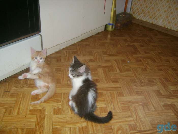 Котята в дар, фотография 3
