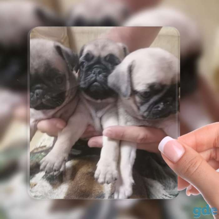 Мопс щенки, фотография 4