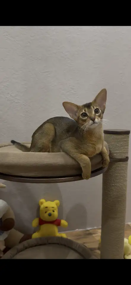 Абиссинский котёнок, девочка, фотография 4