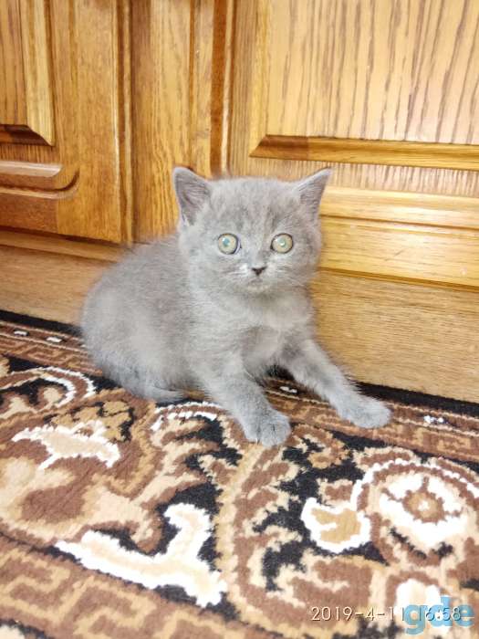 Котята, фотография 5