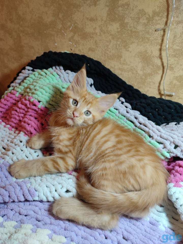 Котята Мейн-кун, фотография 6