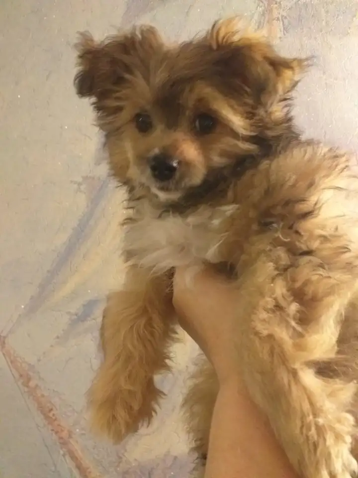 Щенки Китайской хохлатой, пуховики, фотография 2