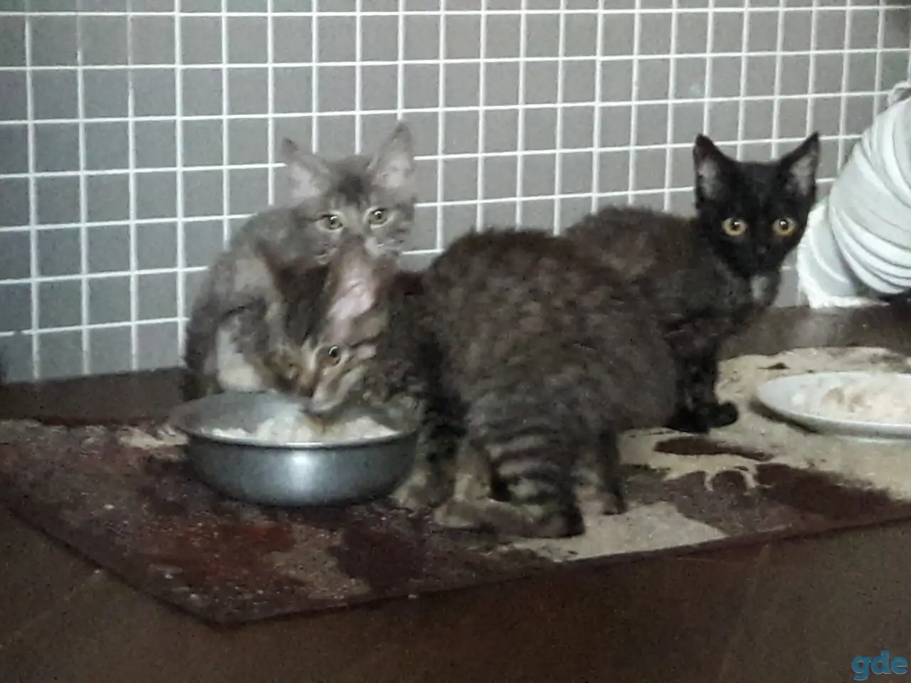Котята, фотография 2