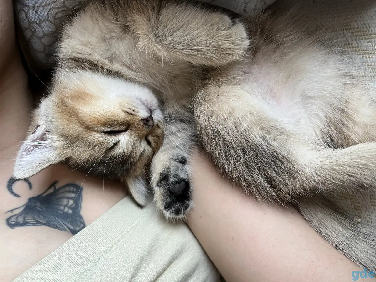 Шотландские вислоухие котята, фотография 2
