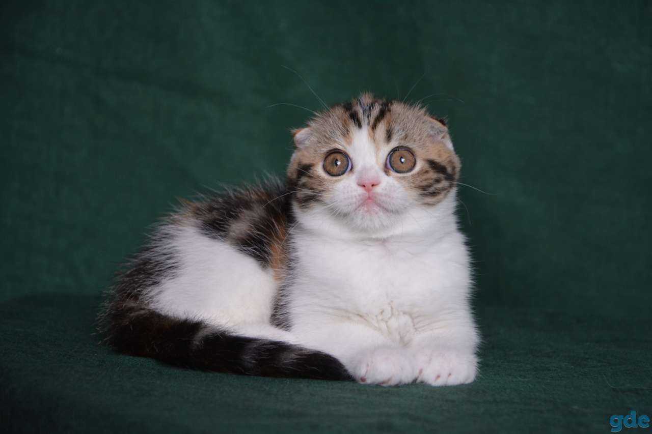 Шотландские котята питoмника Aguticat, фотография 3