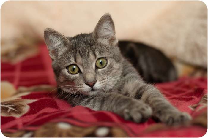 Котёнок в дар, фотография 3