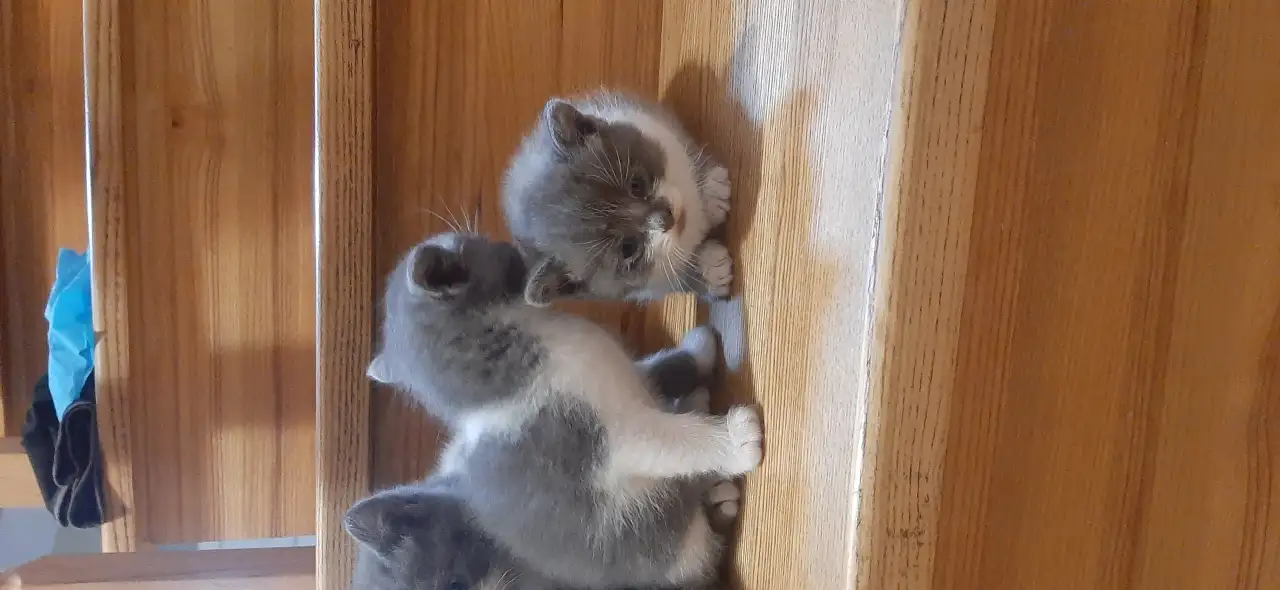 Котята в дар, фотография 2