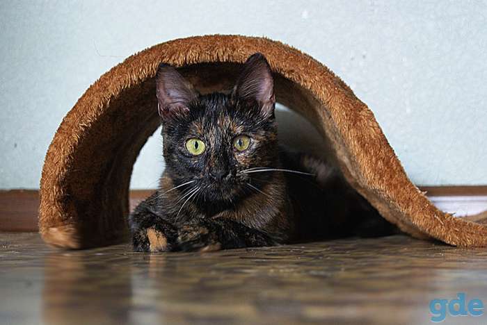 Кики ищет дом. Котенок 6 месяцев, фотография 3