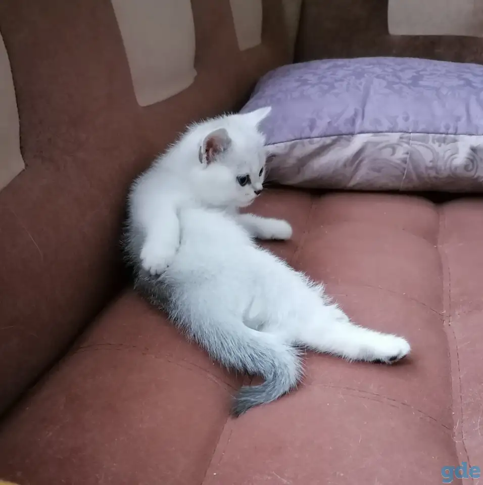 Британские котята, фотография 5