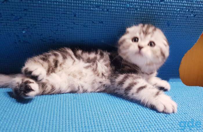 Вислоухие шотландские котята., фотография 5