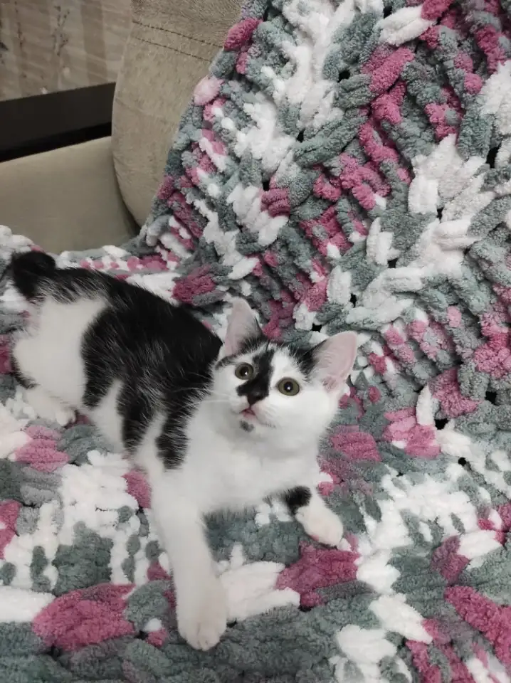 Котята в добрые руки, фотография 6