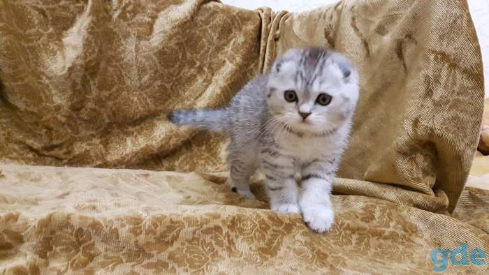 Шотландские Вислоухие и Прямоухие котята, фотография 2