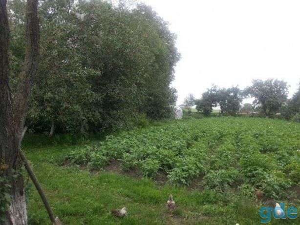 продаю, д,Лозы Волковысского района, фотография 2