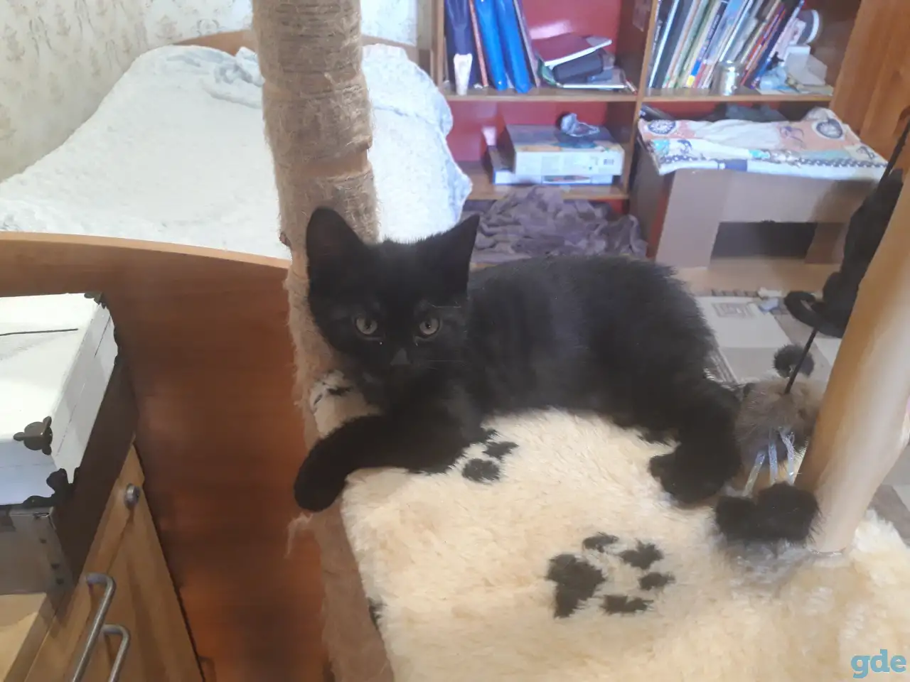 Котёнок в добрые руки, фотография 3