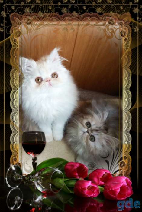 Персидские котята. Персы., фотография 6