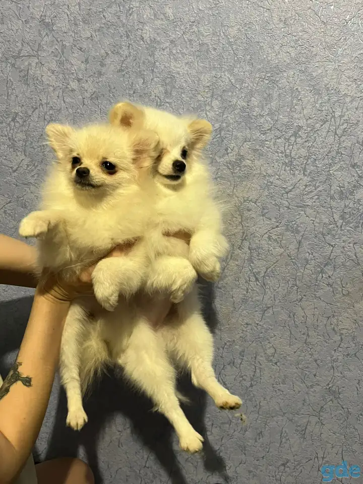 Померанские шпицы девочки мини, фотография 1