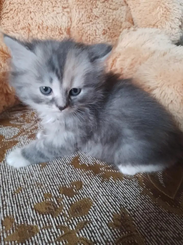 британские котята, фотография 11