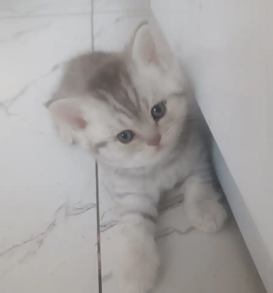 Котята, фотография 6