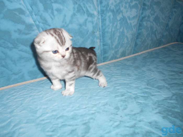 котята, фотография 2