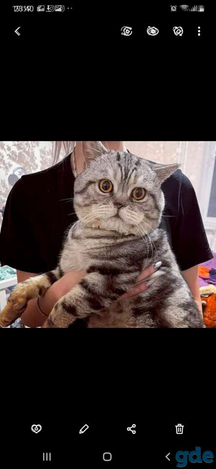 Шотландские котята, фотография 10