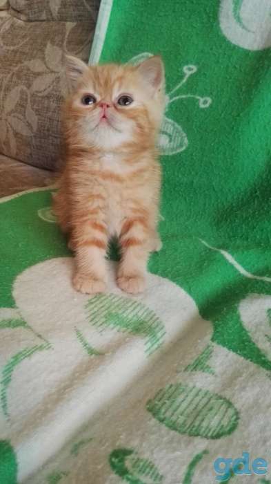 Котята плюшевые экзоты, фотография 4