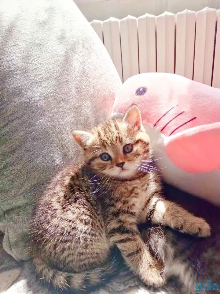 Шотландские котята, фотография 2