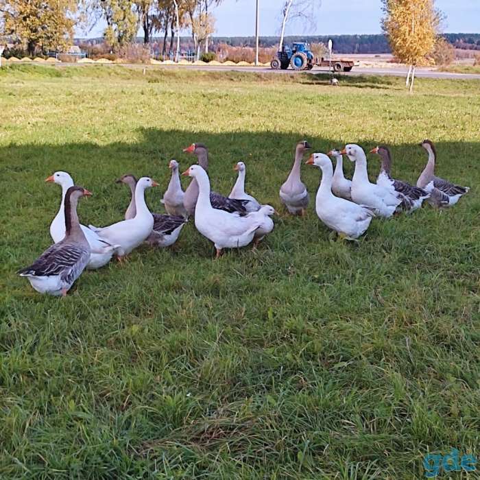 Продам гусят, фотография 2