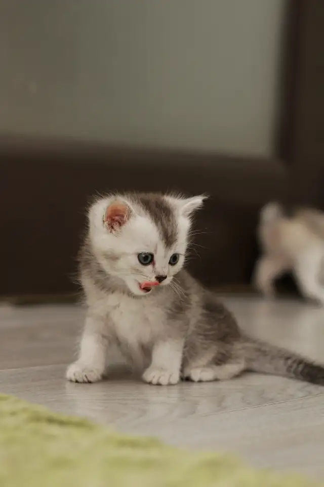 Котята шотландские, фотография 6