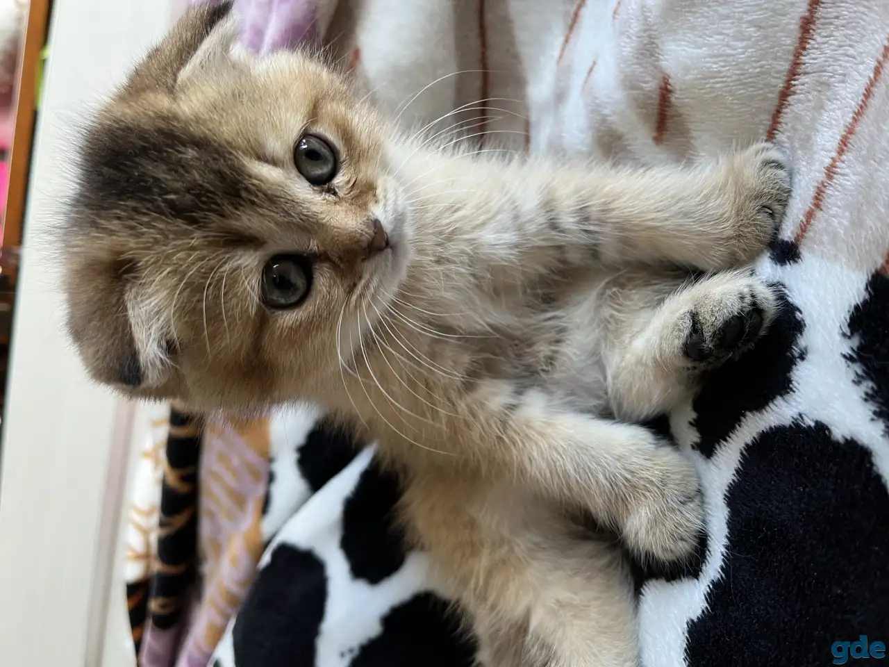 Котята Шотландские вислоухие, фотография 4