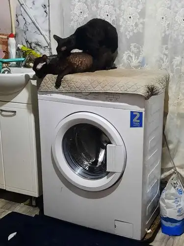 Мой  Котик пригласит Невесту на Вязку, фотография 3