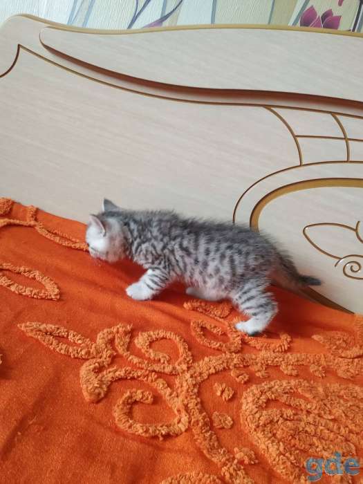 Шотландских породистых котят, фотография 6