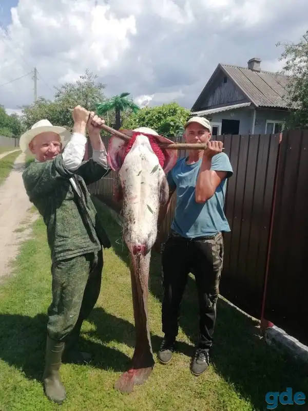 Дом-дача на берегу Припяти, район, Белановичи, Садовая, 17, фотография 12