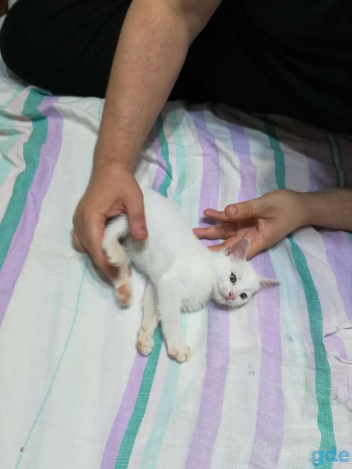 Белая кошечка, фотография 1