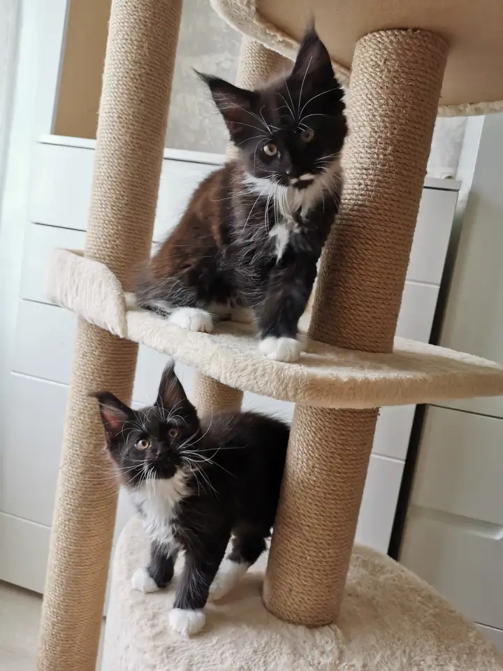 Котятa Мейн Куны из серцифицированного питомника, фотография 3