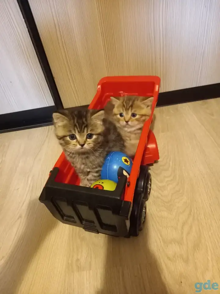 Шотландские котята, фотография 7