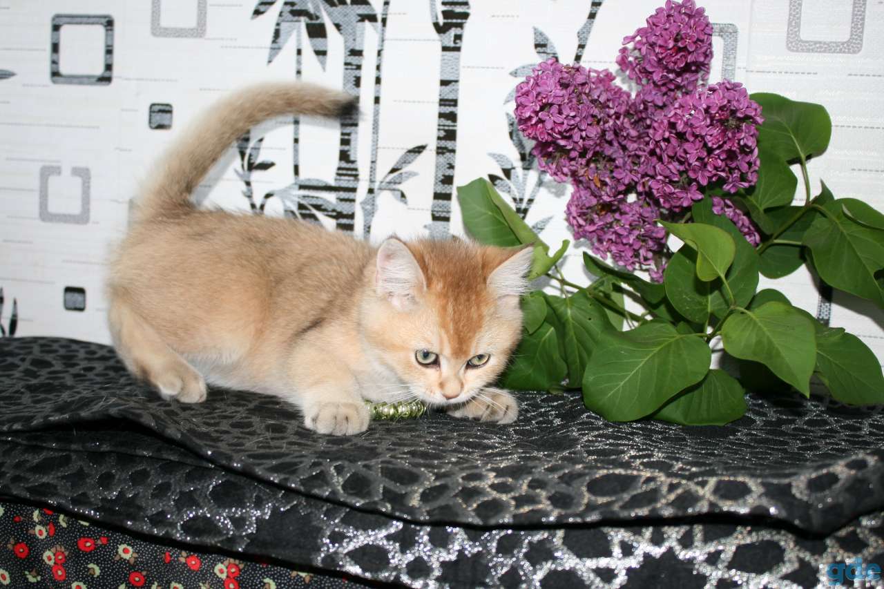 котята британские, фотография 10