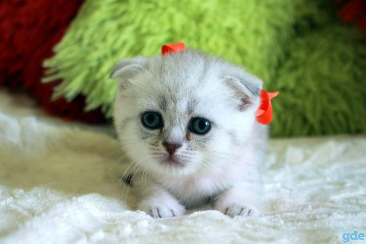 Шотландские котята, фотография 3