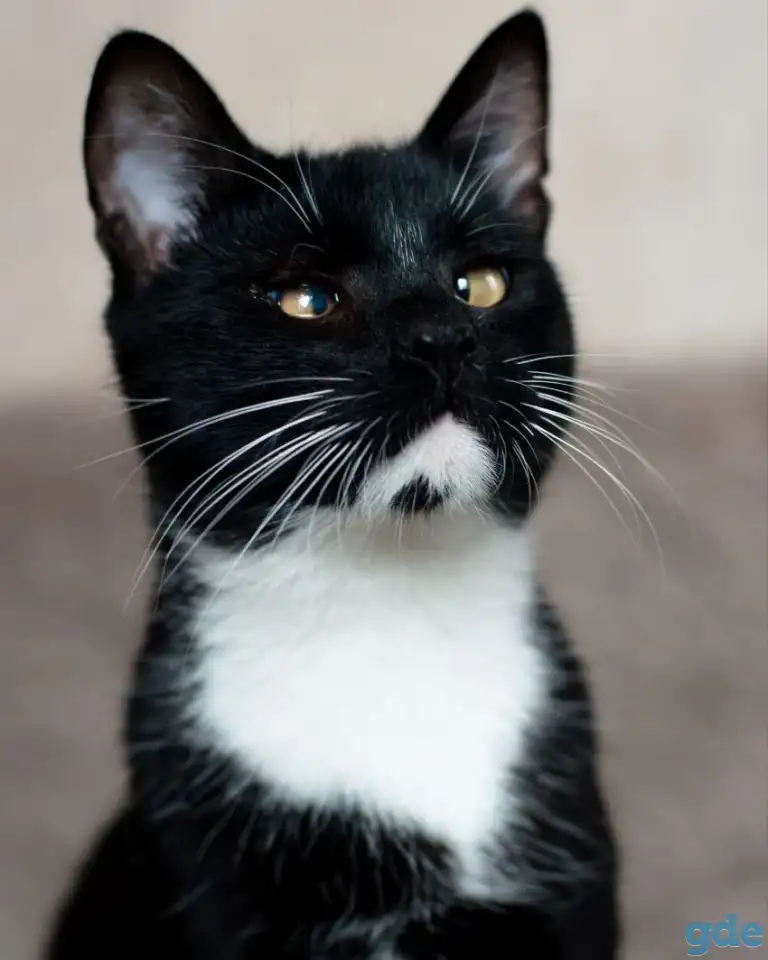 Котик в добрые руки, фотография 4