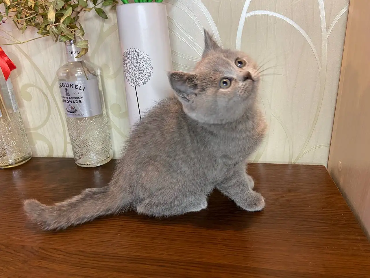 Британские котята, фотография 2