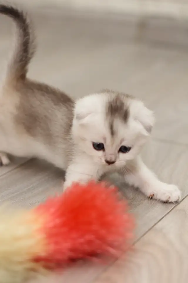 Котята шотландские, фотография 10