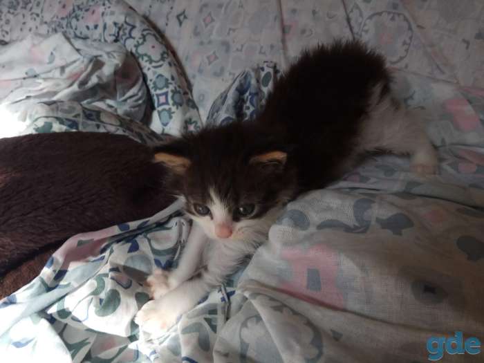 Котенок в дар, фотография 5