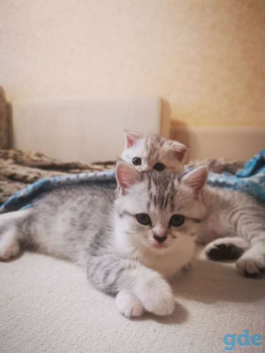 Шотландская кошечка, фотография 2