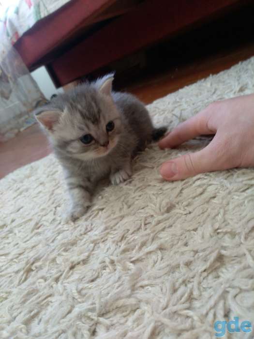 Шотландские котята, фотография 1