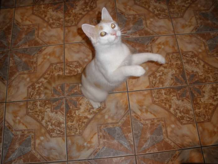 Добрый котяра в дар., фотография 4