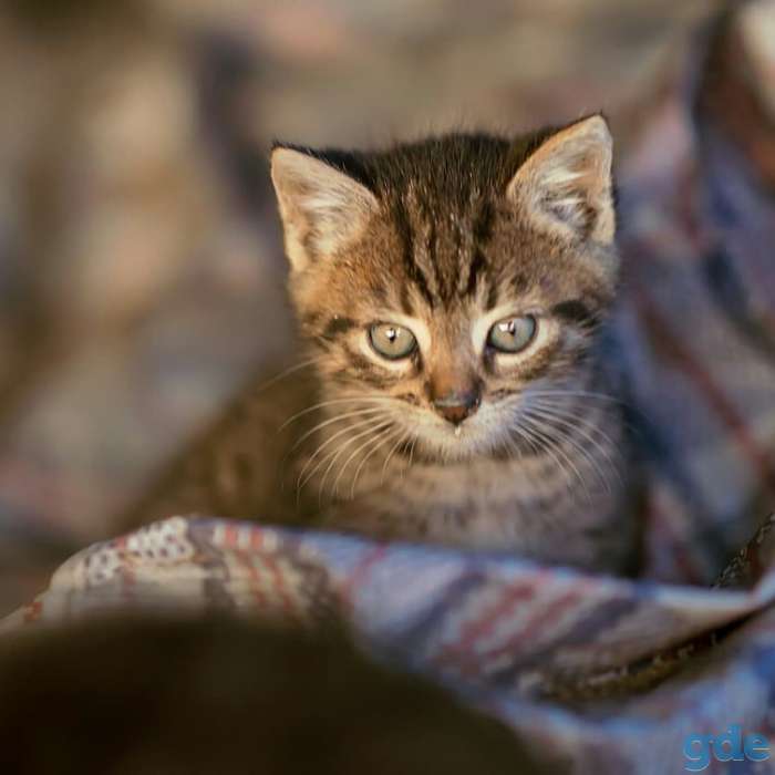 Котята в дар!, фотография 2