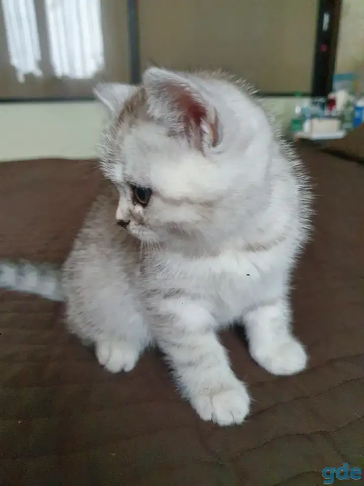 Котята, фотография 3