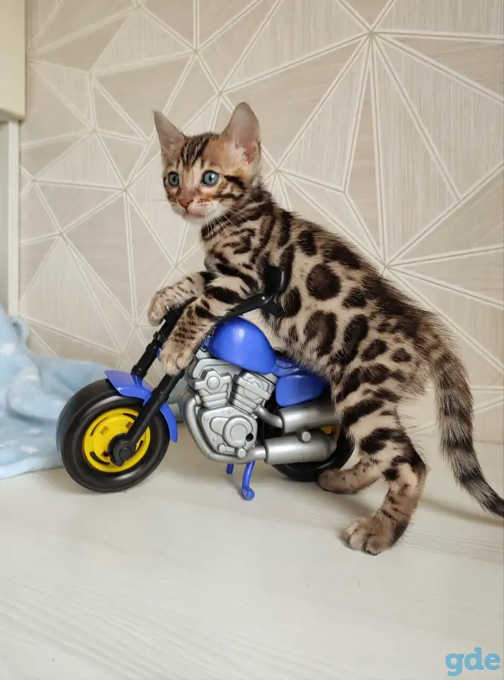 Бенгальский котенок, фотография 10