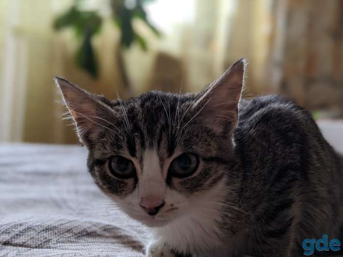 Котёнок в дар!, фотография 6